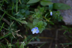 Veronica persica